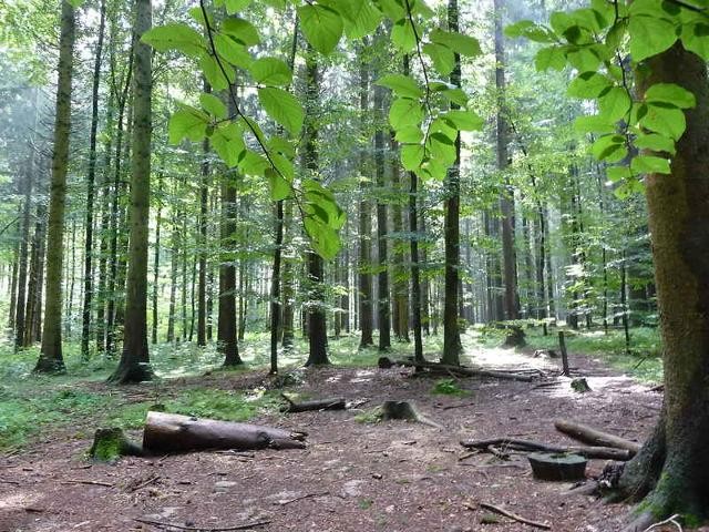 Aufenthaltsplatz im Wald