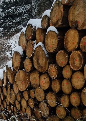 Stapel von Baumstämmen im Winter mit Schnee