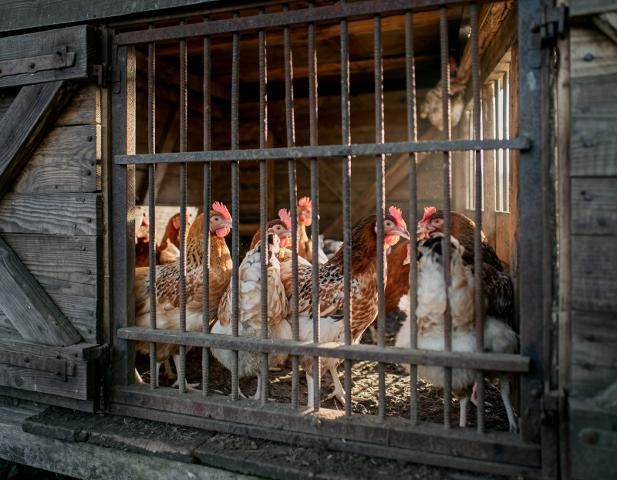 Hühner die im Stall bleiben müssen