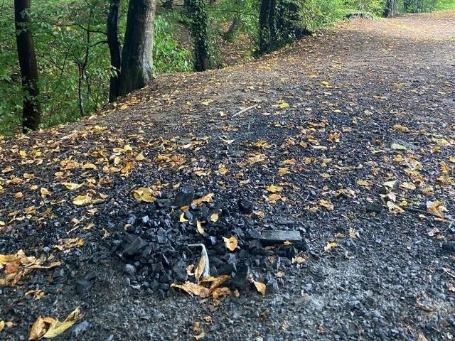 offenes Feuer unter trockenen Bäumen